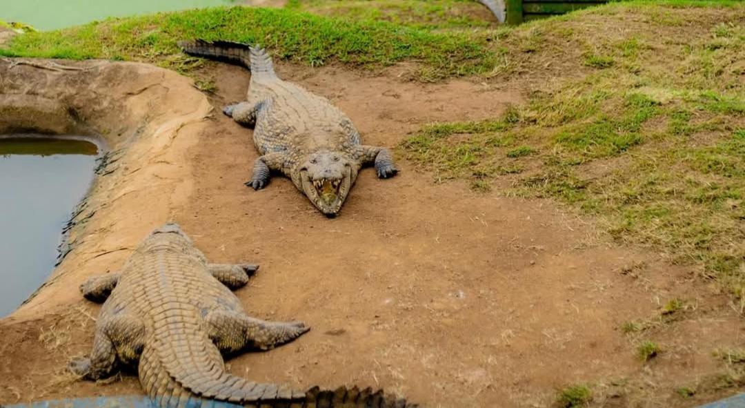 Вилла Phezulu Safari Park Botha's Hill Экстерьер фото