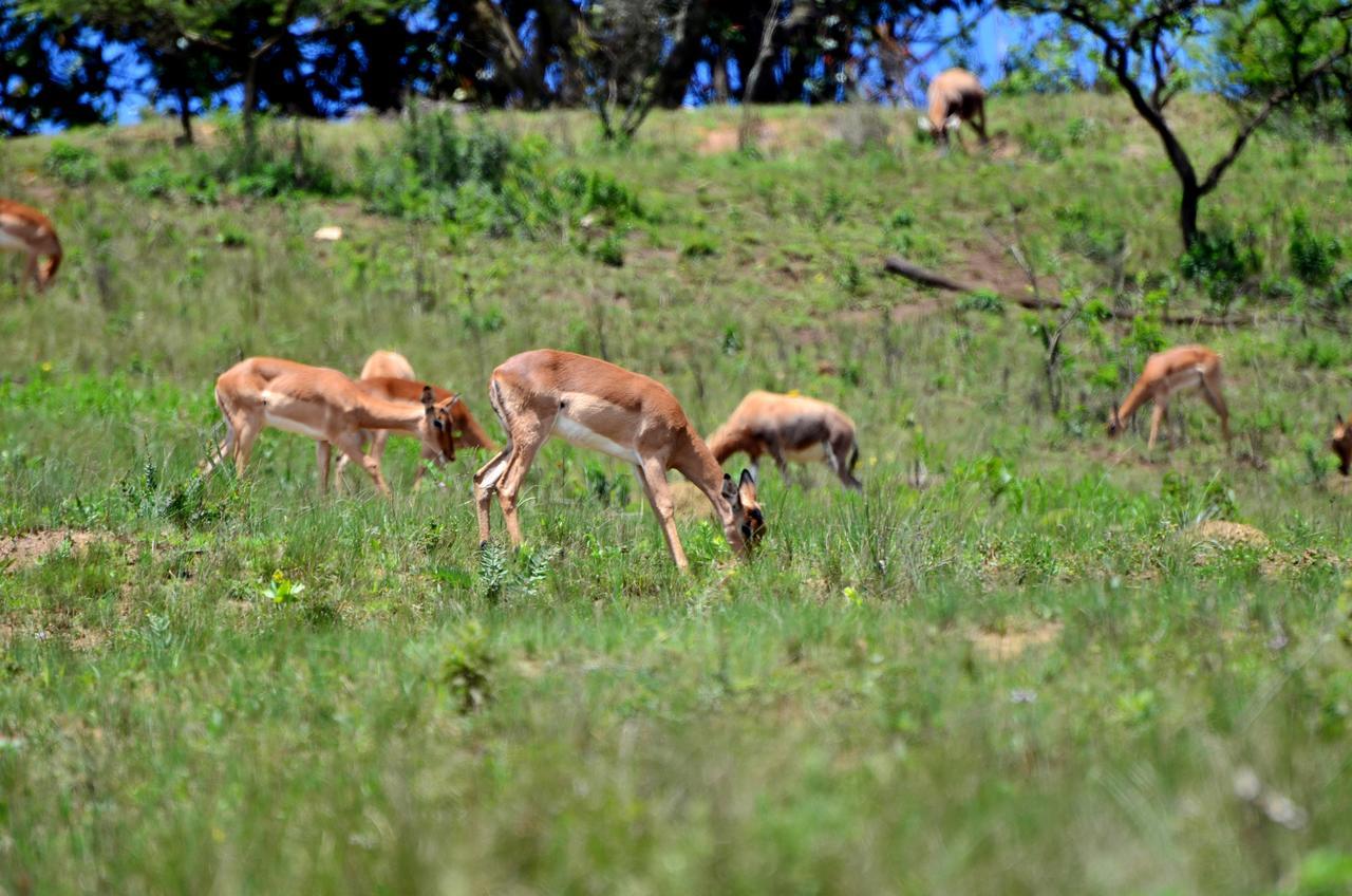 Вилла Phezulu Safari Park Botha's Hill Экстерьер фото